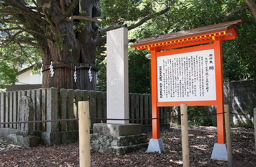 天然記念物 梛（なぎ）の木 熊野速玉大社